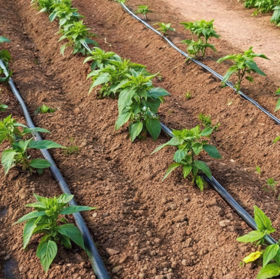 

<!-- THEME DEBUG --><!-- THEME HOOK: 'field' --><!-- FILE NAME SUGGESTIONS:
   ▪️ field--paragraph--field-title--image-and-text.html.twig
   ▪️ field--paragraph--field-title.html.twig
   ▪️ field--paragraph--image-and-text.html.twig
   ▪️ field--field-title.html.twig
   ▪️ field--string.html.twig
   ✅ field.html.twig
--><!-- 💡 BEGIN CUSTOM TEMPLATE OUTPUT from 'themes/basic-master/templates/field/field.html.twig' -->


              Applicazioni ideali per sistema microirrigazione
    
<!-- END CUSTOM TEMPLATE OUTPUT from 'themes/basic-master/templates/field/field.html.twig' -->

